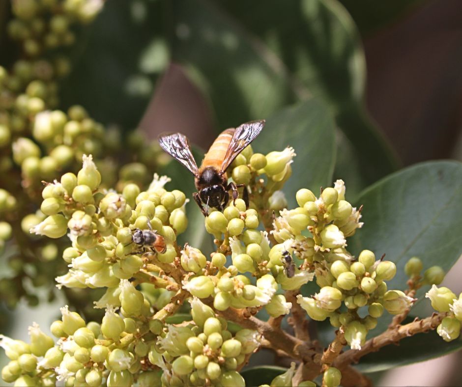 qutb_shahi_park's tweet photo. Witness the beauty of the blooming Reetha trees at the Qutb Shahi Heritage Park, attracting a swarm of buzzing bees and colourful butterfles! Come witness this burst of life at the Heritage Park!
.
.
.
#qutbshahiheritagepark #reetha #butterfliesandbees #creatingbiodiversityzones https://t.co/cuiJjFfm2H