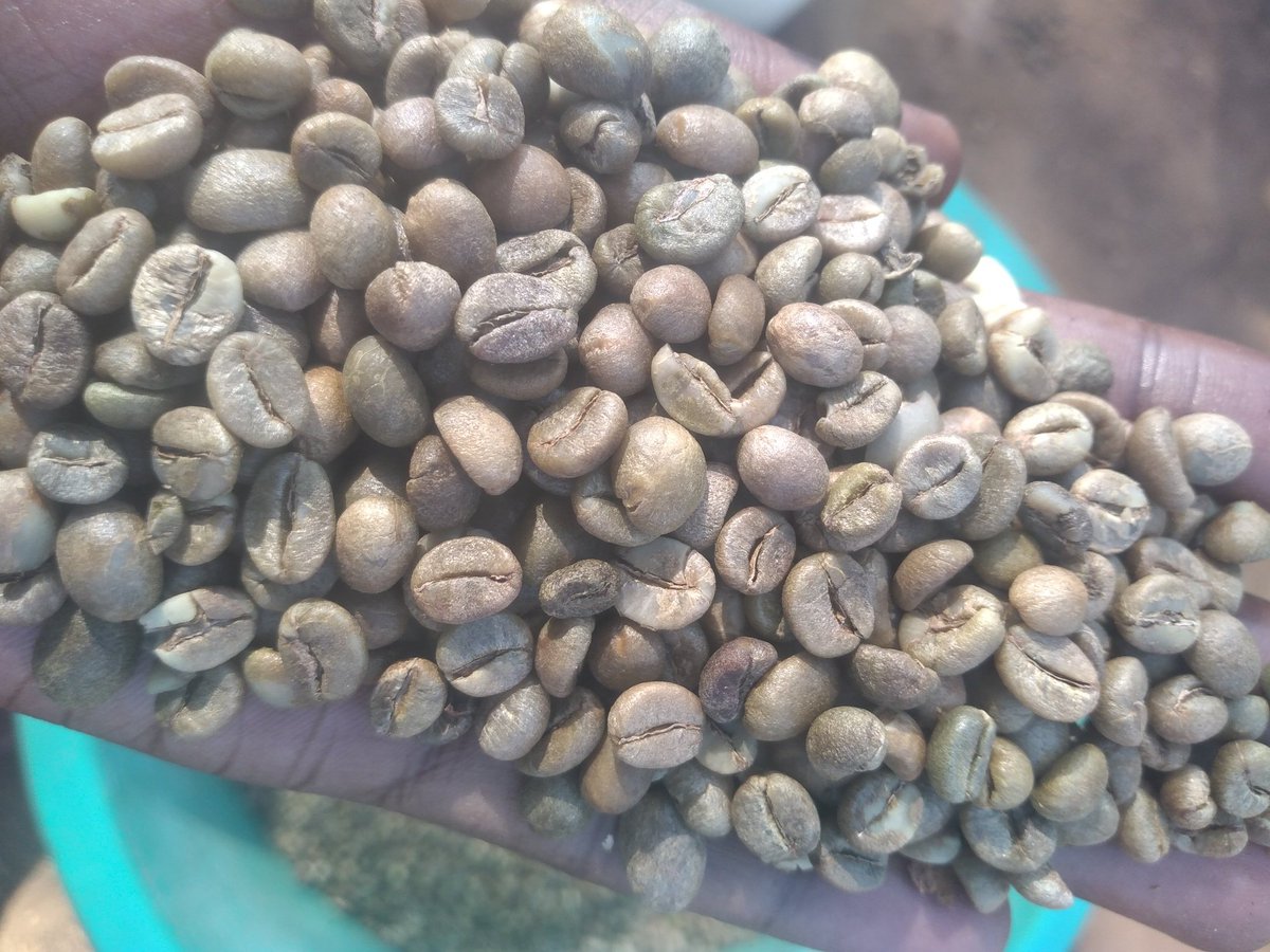 With Coffee business,You can start small but trust me you will make it.Only keep the quality and seek for advice from the experienced coffee expert.Lets promote the local consumption of Ugandan coffee.Buy Uganda,Build Uganda