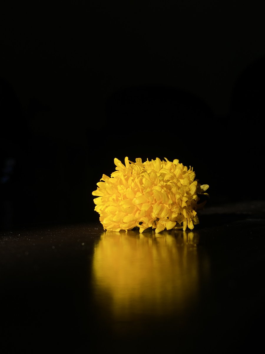 mansebanjaran's tweet photo. Show me your favourite flower media this year🌻 https://t.co/lNCwgYVhf1