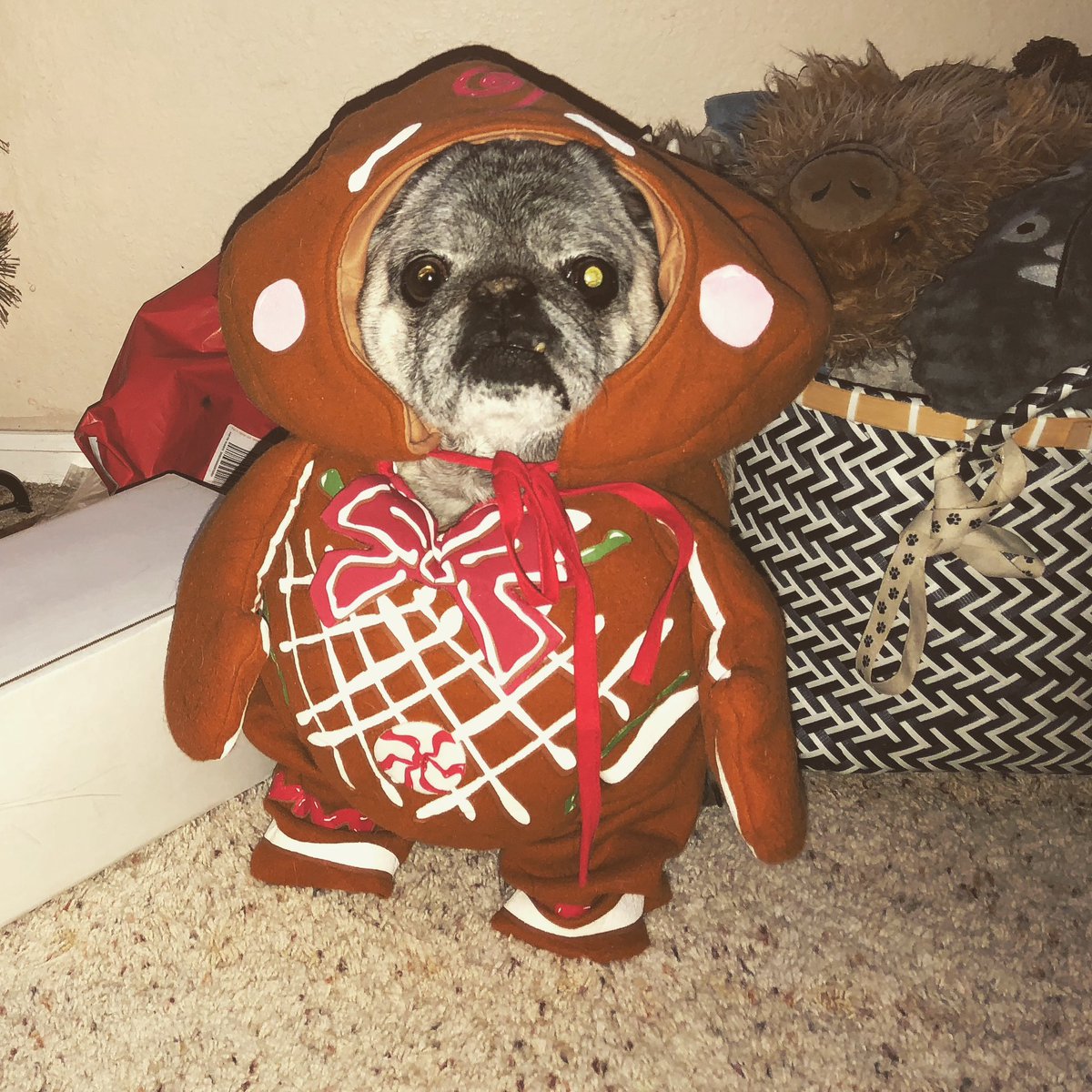 chuckthepug_ctp's tweet photo. Christmas is almost here. Time to pull out photos of Chuck the Pug (senior and junior) and his friends celebrating the holidays 🎅🏼🎄❤️ #pugmommy #pugdaddy #pugs #seniorpug #pug #puglicious #puglove #lovepug #puglife #pugsnotdrugs #pugnation #pugpuppy #puglover #pugworld #mops https://t.co/zdN5G7qxe2