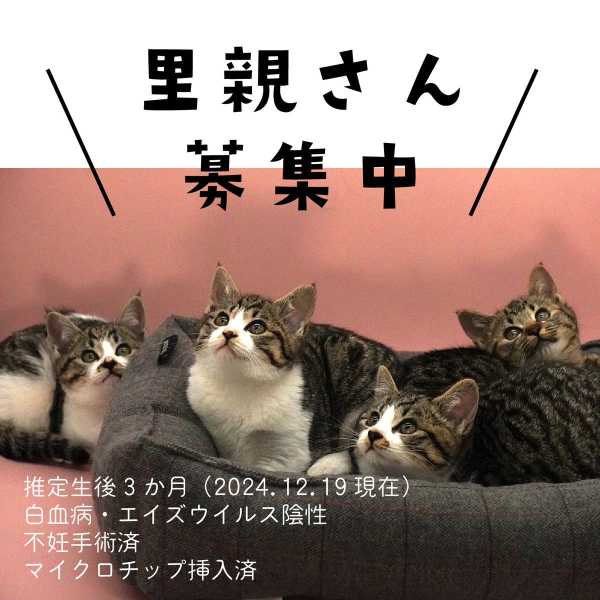 n_maro's tweet photo. 【子猫の里親募集：拡散お願いします🙇】
南幌出身の野良猫ちゃんが産んだ４兄妹、里親さん募集です。人馴れが進んで膝載り出来るようになりました。

譲渡条件などお問い合わせください🙇
ずっとの家族が見つかりますように！ https://t.co/IEpeVZoV8M