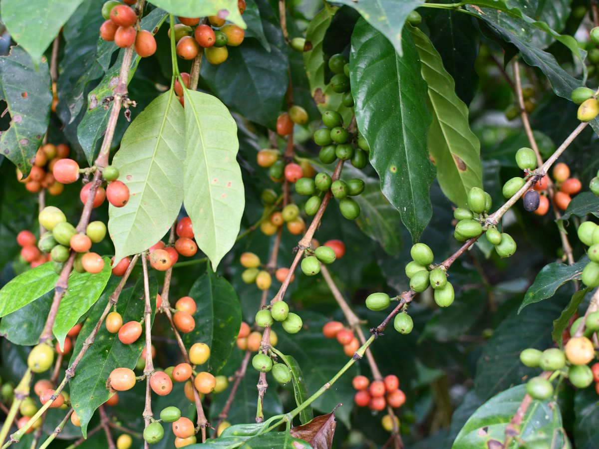 SMBC's tweet photo. Is your coffee Bird Friendly?

When you drink Bird Friendly® certified coffee, you help conserve critical habitat for birds and wildlife, fight climate change, and support farmers! #DrinkBirdFriendly #BrewBiodiversity #Coffee #CoffeePlant #Habitat #Biodiversity https://t.co/cv2yedjjHD