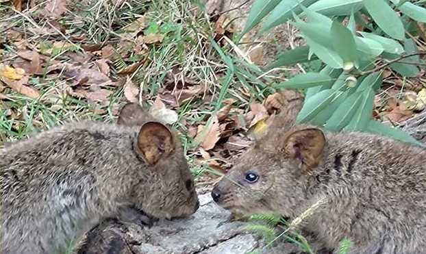 AustraliaInJPN's tweet photo. If you are in Japan this holiday season you can meet quokkas at the Saitama Children’s Zoo.
@saitamazoo_tw https://t.co/DrX2X4TgJK