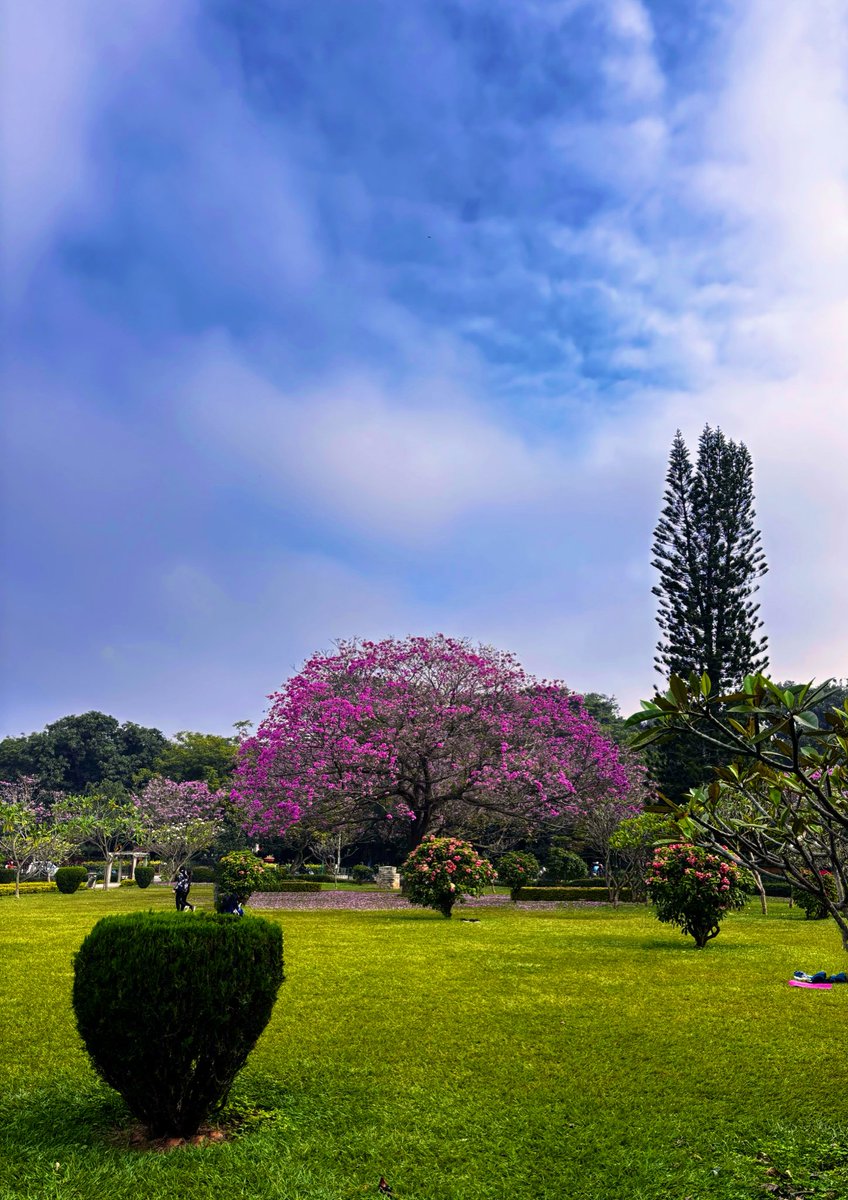 pathikghugare's tweet image. blossom walk @ cubbon 🌸
arranged a smol meetup today at cubbon
ran into beautiful blossoms
met amazing oomfies
it was so refreshing! 🤌
thanks to everyone who joined! 🙌
