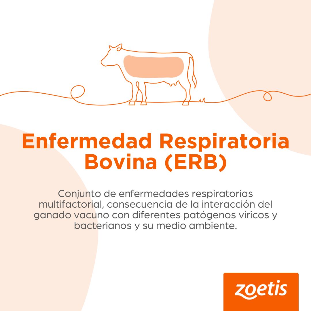 La ERB es uno de los problemas que más dolor de cabeza ocasiona a los granjeros en el sector bovino. Saber detectar este tipo de enfermedades y concienciarse de la necesidad de vacunar a los animales, es clave para reducir su impacto.

#Bioseguridad #Prevención #Manejo #Vacuno