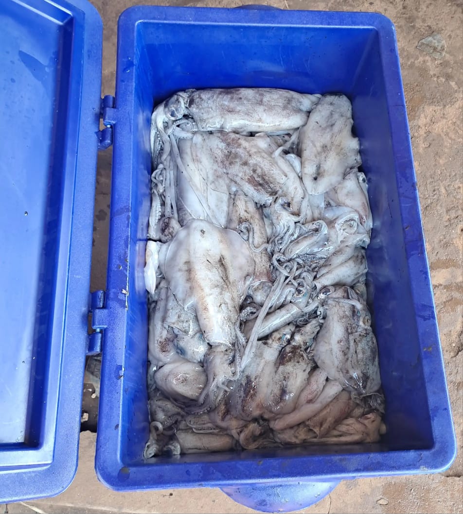MarineCatch's tweet photo. 🌊 Dive into the freshest seafood from the Indian Ocean! 🌊 
💰 Competitive prices apply (slight variations may occur during uncertain supply periods). 

📲 To order: 
DM us or call: 
📞 +254704652137 
📞 +254798169857 

🌐 Visit our website for more details! https://t.co/vezA9ThDZM