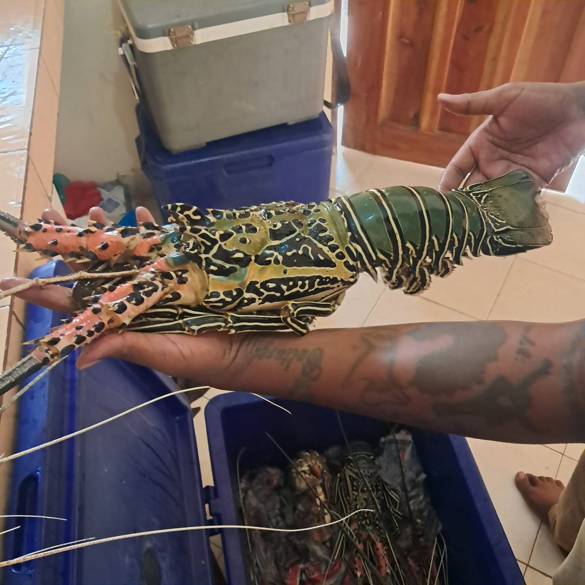 MarineCatch's tweet photo. 🌊 Dive into the freshest seafood from the Indian Ocean! 🌊 
💰 Competitive prices apply (slight variations may occur during uncertain supply periods). 

📲 To order: 
DM us or call: 
📞 +254704652137 
📞 +254798169857 

🌐 Visit our website for more details! https://t.co/vezA9ThDZM