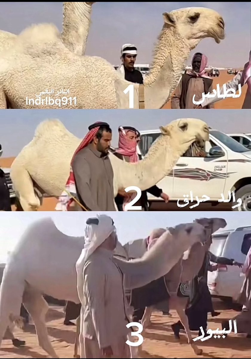 ترشيحاتكم  #البل #مجلس_الصياهد #faiz