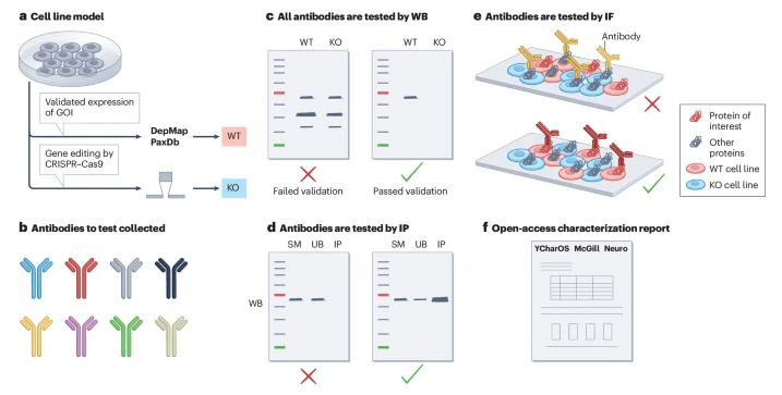Poorly validated antibodies fuel the reproducibility crisis. 

<a href="/YCharOS1/">YCharOS</a> shares a protocol for antibody validation using KO cell lines
tinyurl.com/NP-article 
tinyurl.com/NP-comment 

Glad that our study is cited as an example for improving data quality
 tinyurl.com/CSC-Letter