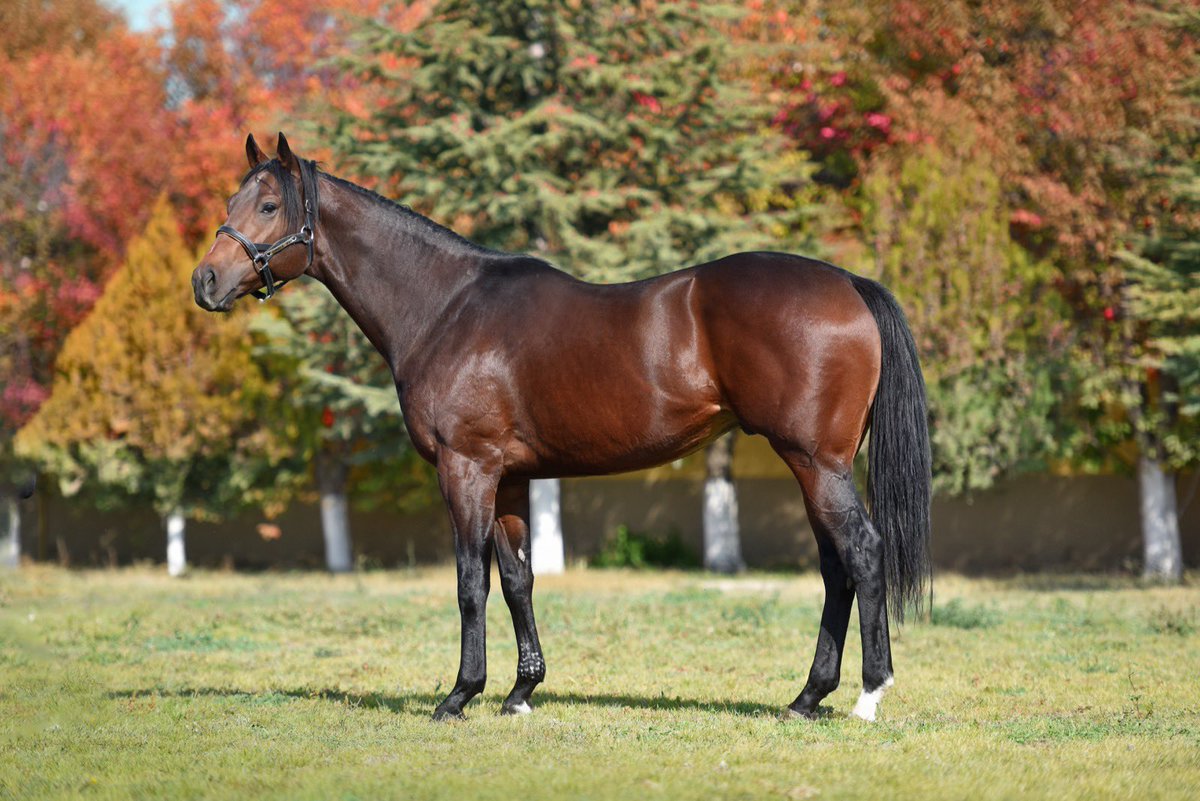 Jungle man 2025 aşım sezonunda Tutumlu harasında ücretsiz aşım yapacaktır.