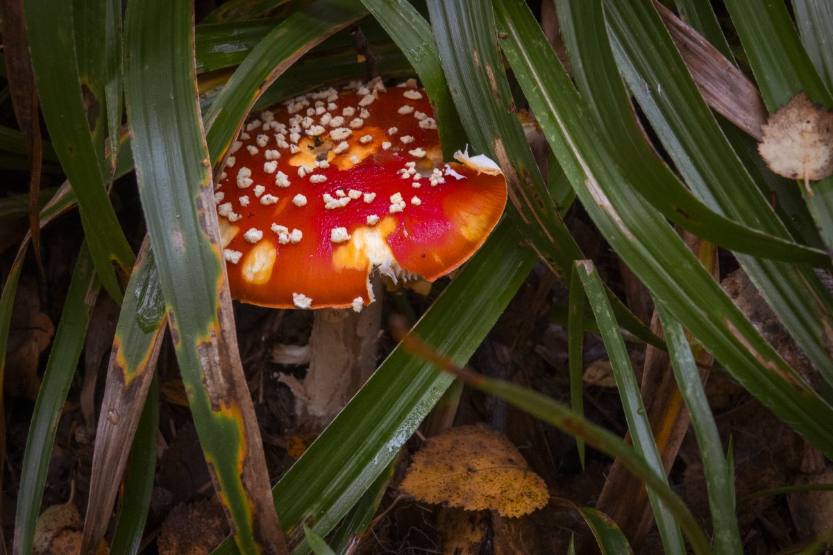 Miss Lang tweet media