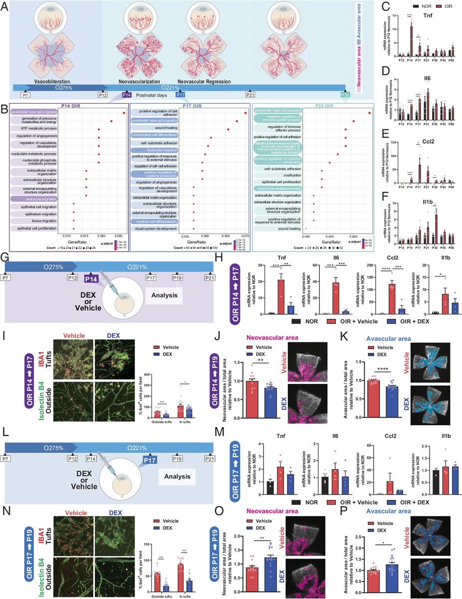 psapieha's tweet image. Happy to share our study on the beneficial role of the innate immune system on vascular remodeling in retinal disease and potential negative impact of steroids. @MasayukiHata7 @UMontreal @ARVOinfo @CIHR_IRSC @_BrightFocus @AmDiabetesAssn @iserworld
pnas.org/doi/10.1073/pn…