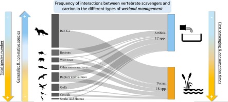 🌿Artificial wetlands are not replacing natural wetlands in terms of biodiversity

#EBDPub findings:

🔹 Opportunistic and non-native species dominate artificial wetlands

🔹 Groundwater abstraction impacts the ecological functions provided by scavengers

sciencedirect.com/science/articl…