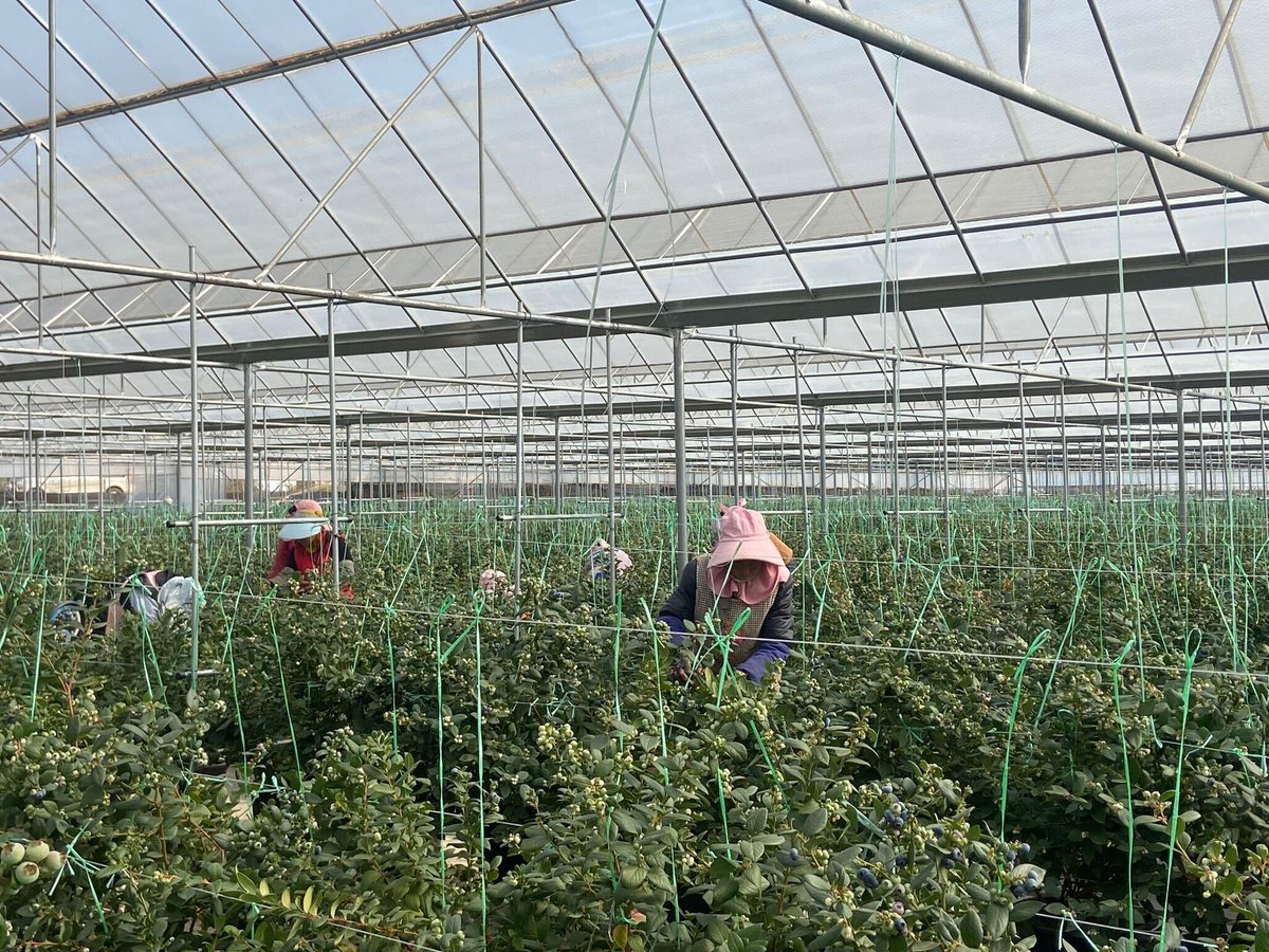 Our head of global sales is in #China this week visiting innovative growers using only #Botanicoir premium #cococoir ingredients to grow healthy crops, including our new propagation growing media - Precision Start - showing healthy roots just one week after planting 🌱🇨🇳