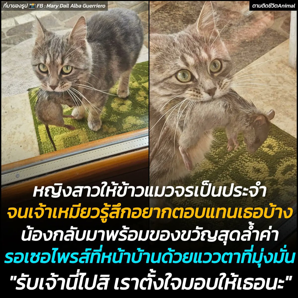 ตามติดชีวิตAnimal tweet media