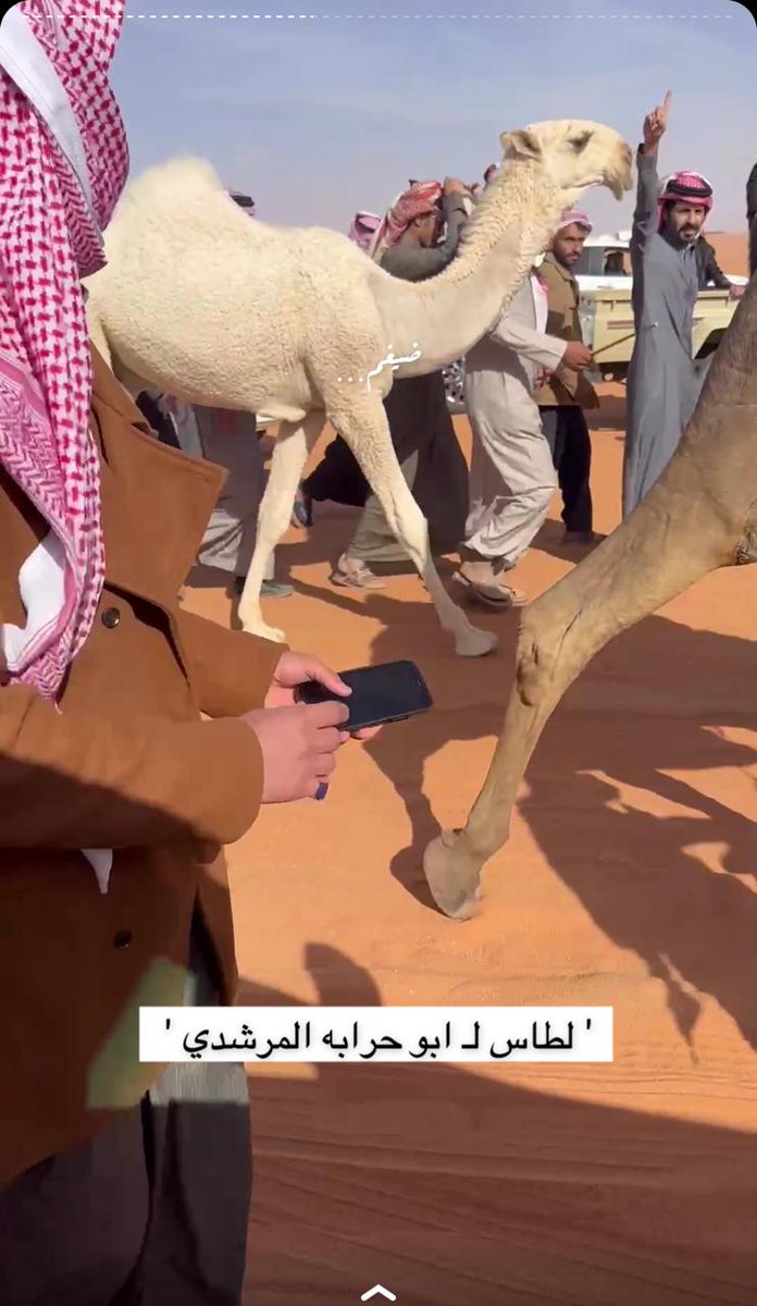 صباحكم لطاس الأشواط