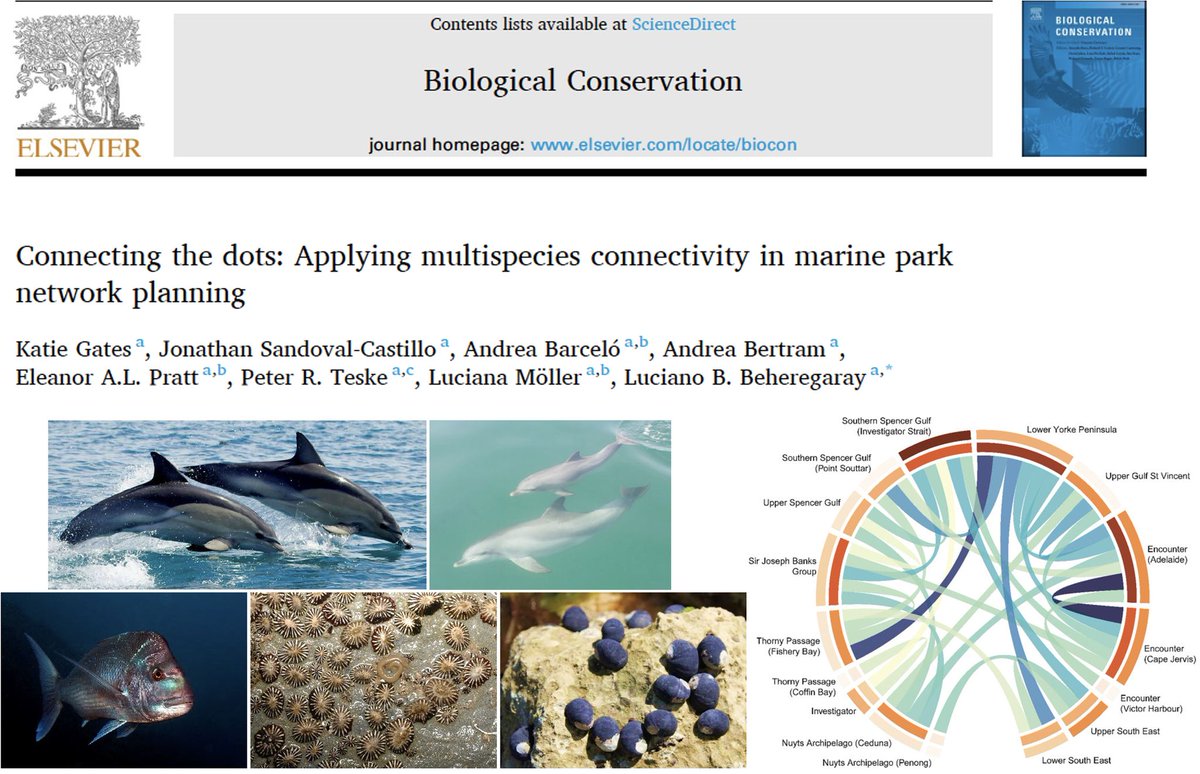 Hey fish, popgen conservation science people, out now in Biological Conservation from <a href="/k_gatesy/">Katie Gates</a> and <a href="/molecolflinders/">MELFU</a>:  Connecting the dots: Applying multispecies connectivity in marine park network planning.
Link to the paper in first comment.