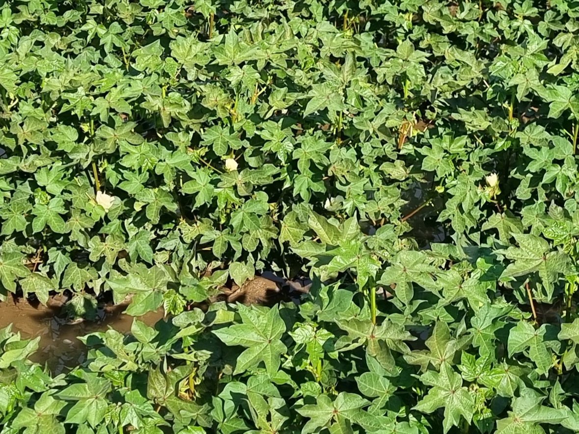 CeRRF_Griffith tweet media