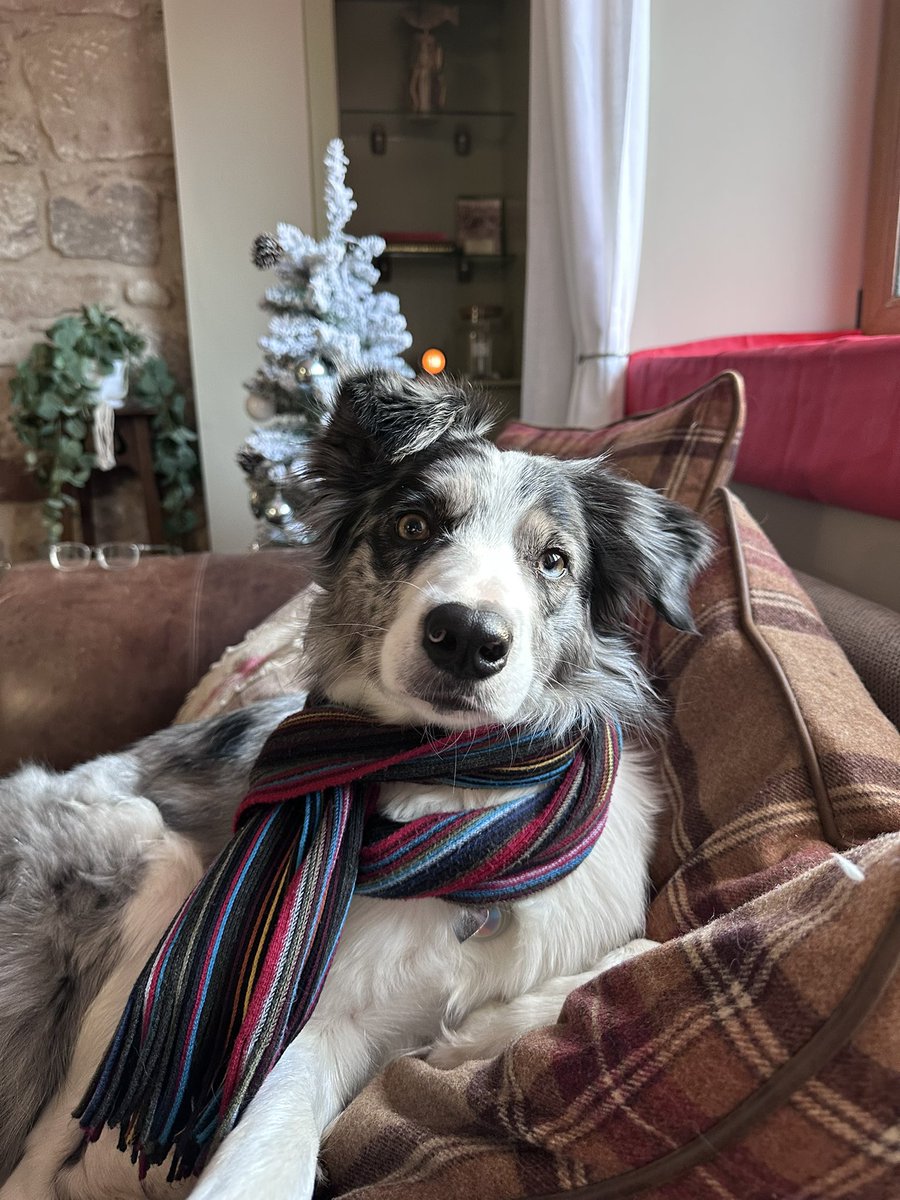 PWG71's tweet photo. Up in Nairn for a few days with work so it’s always nice to take Bonnie to the beach for walks! 
#bordercollie #nairn #beautifulscotland https://t.co/7nOEQhVM7G