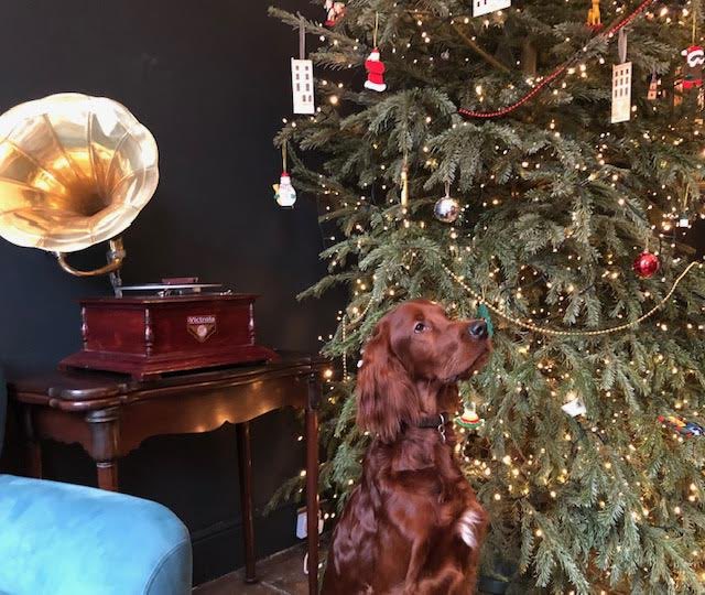 moranjohna1's tweet photo. Another event from many of the same people who brought you the toy display at Billy Higgins. Come share in some festive season fun at the heart of Georgian Limerick this Sunday Dec 22nd. And don’t forget to bring your canine friend to play with Henri and meet the big man who has promised to drop by to collect the doggie Xmas lists! #SantaPaws