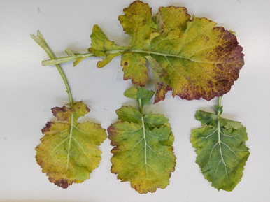 Björn Krenz (@bjornkrenz) on Twitter photo 🎄Advent Calendar - Day 19🎄Turnip Yellows Virus (TuYV) <a href="/Leibniz_DSMZ_en/">Leibniz-Institut DSMZ</a> : 🌿 Affecting brassicas like #cabbage and #broccoli, TuYV causes yellowing leaves and stunted growth. A major challenge for #vegetable production! #PlantVirology 🎄Advent Calendar - Day 19🎄Turnip Yellows Virus (TuYV) <a href="/Leibniz_DSMZ_en/">Leibniz-Institut DSMZ</a> : 🌿 Affecting brassicas like #cabbage and #broccoli, TuYV causes yellowing leaves and stunted growth. A major challenge for #vegetable production! #PlantVirology