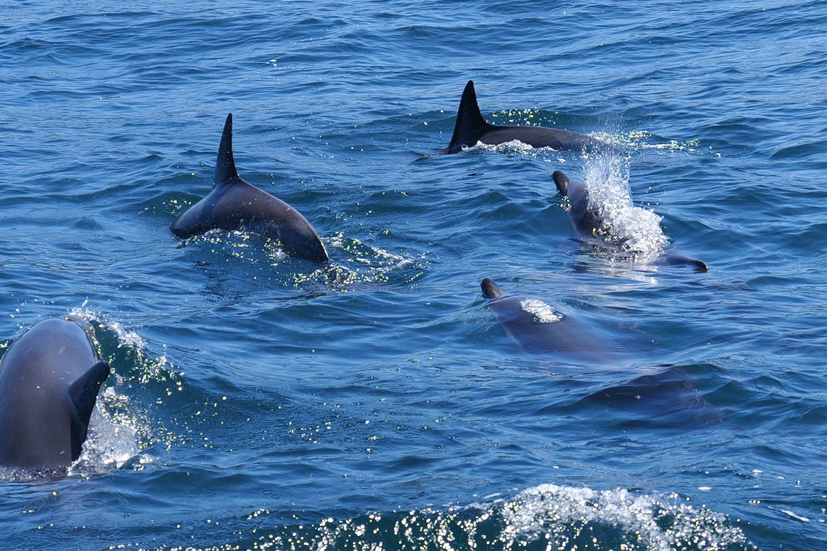 2F0cus's tweet image. Tassie