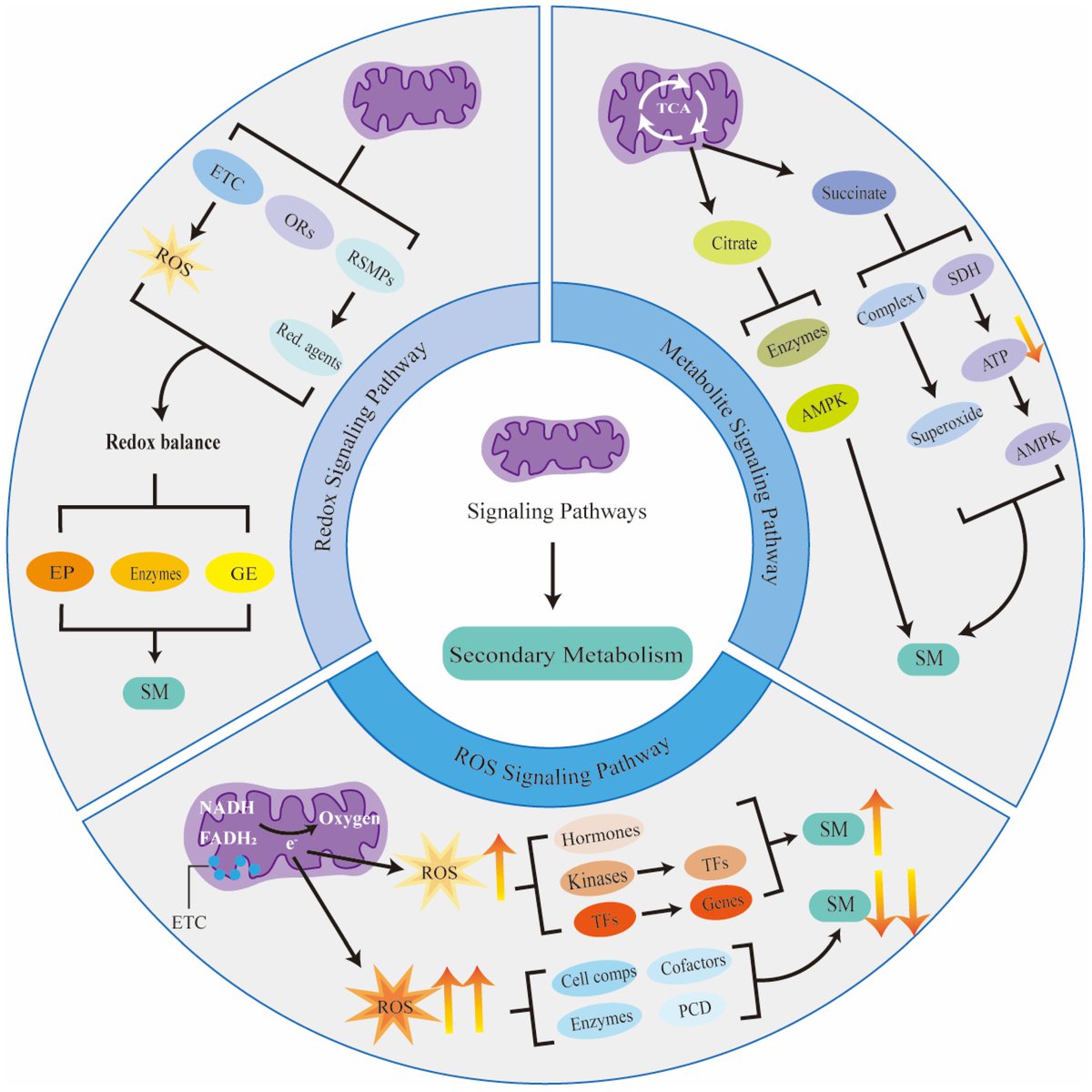The #Mitochondrial Blueprint: Unlocking Secondary Metabolite Production.

mdpi.com/2218-1989/14/1…