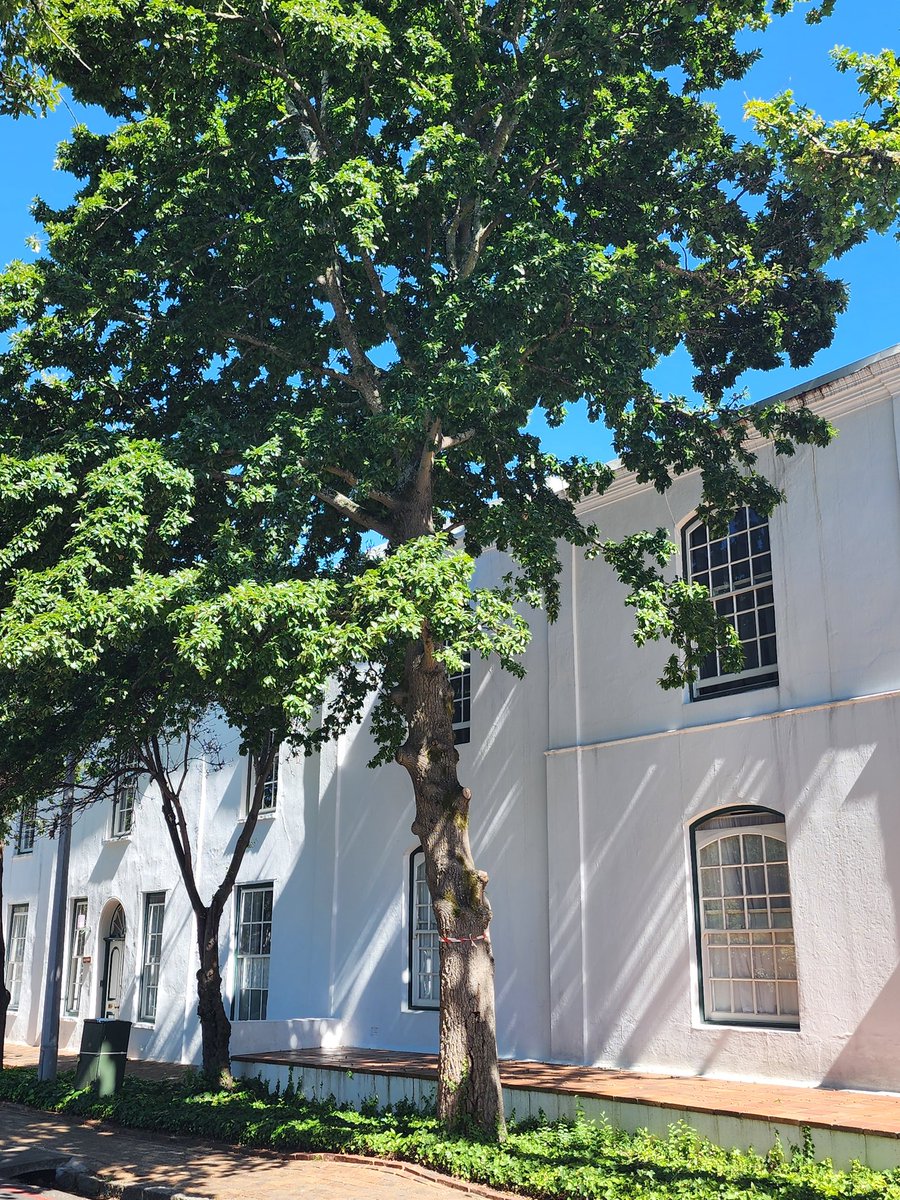 TreeWorks 0118848088 tweet media