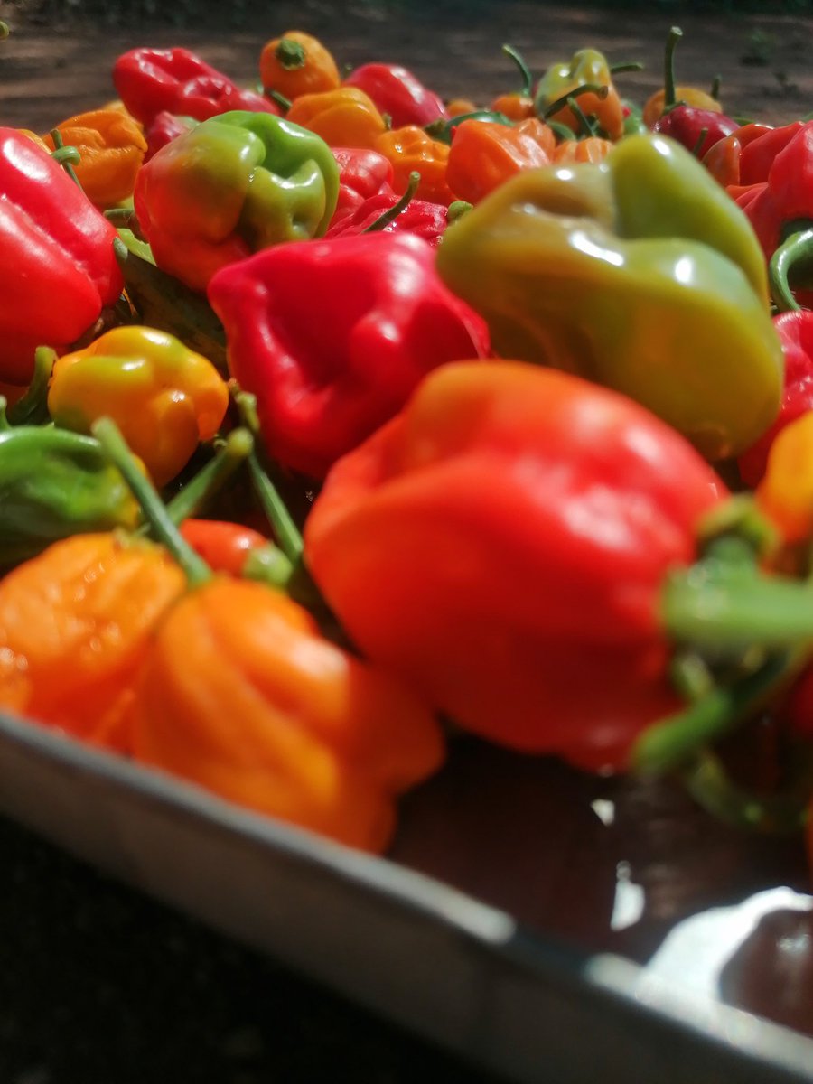 Extra 20kg Scotch Bonnet chilli available for sale.  K60/kg
Call +260971003869 to order.
Please RT. TIA