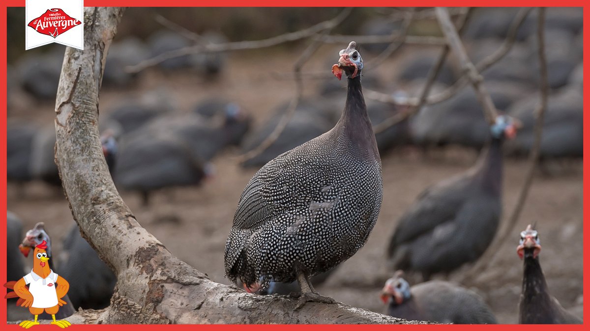 Durant sa croissance, le #Chapon de #Pintade Fermier d’Auvergne dispose d’une alimentation contenant au moins 75% de céréales. Castré avant 6 mois, il développe une chair tendre, persillée, au goût délicat et au parfum proche du #gibier. Un délice pour les gourmets !