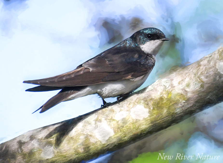 KerriFar's tweet photo. "May all beings have happy minds." - Buddha #TreeSwallow #Birds #BirdWatching #SpringMemory #NewRiverNature #NaturePhotography #BirdLovers #NatureTherapy https://t.co/kpHeHIQ7VV