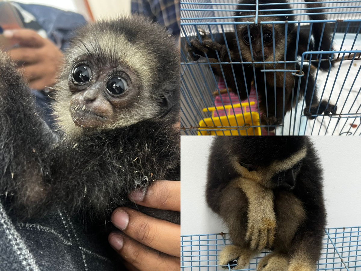 SIIB, AP&amp;ACC arrested 2 pax coming from Kuala Lumpur, Malaysia attempting to smuggle 4 Agile Gibbons in trolley bags which have been seized on 17.12.24 at KIA. The species is protected under App. I of CITES and Sch. IV of Wildlife Protection Act 1972. #IndianCustomsAtWork #CBIC