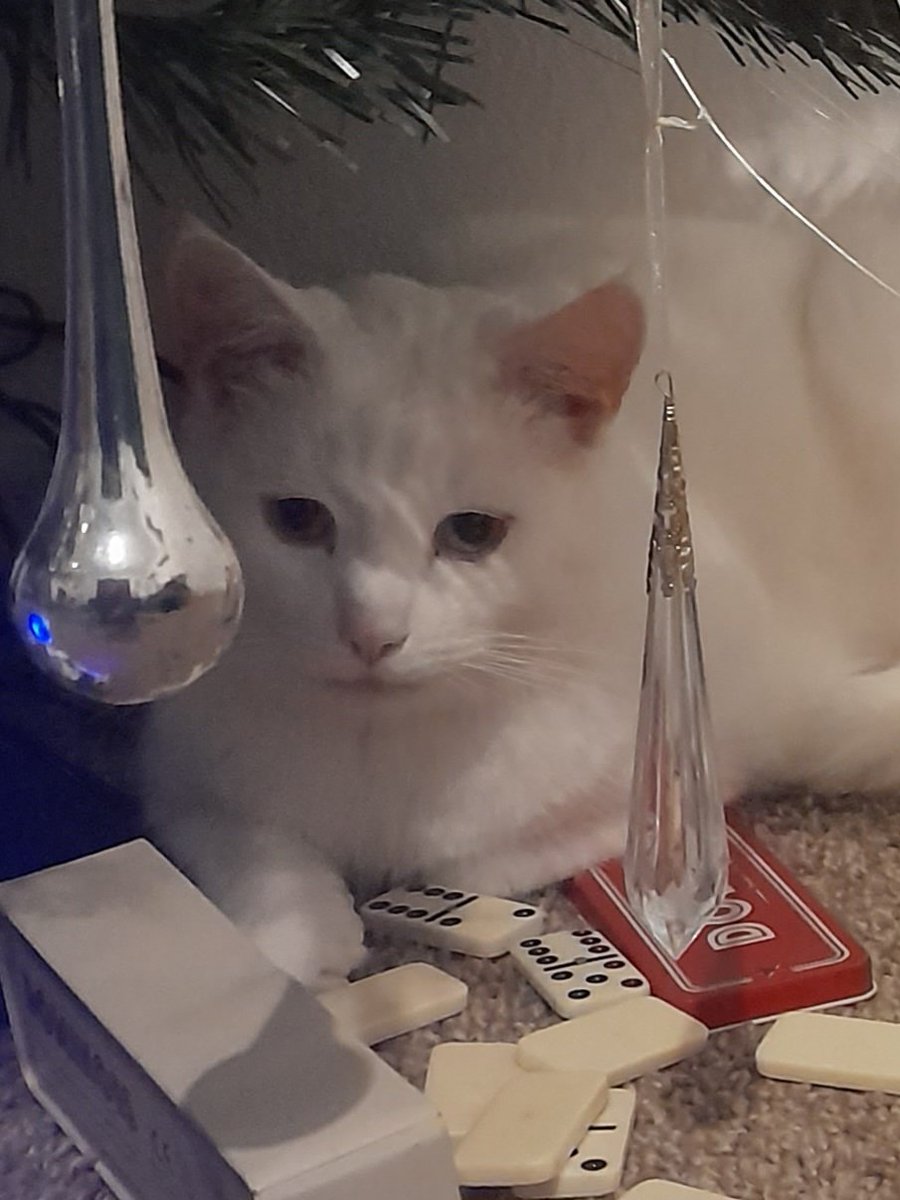 batchbuns's tweet photo. Susan Calman#CatOfTheDay Hagrid playing domino's under the tree 💙 https://t.co/zLr6Q99CNM