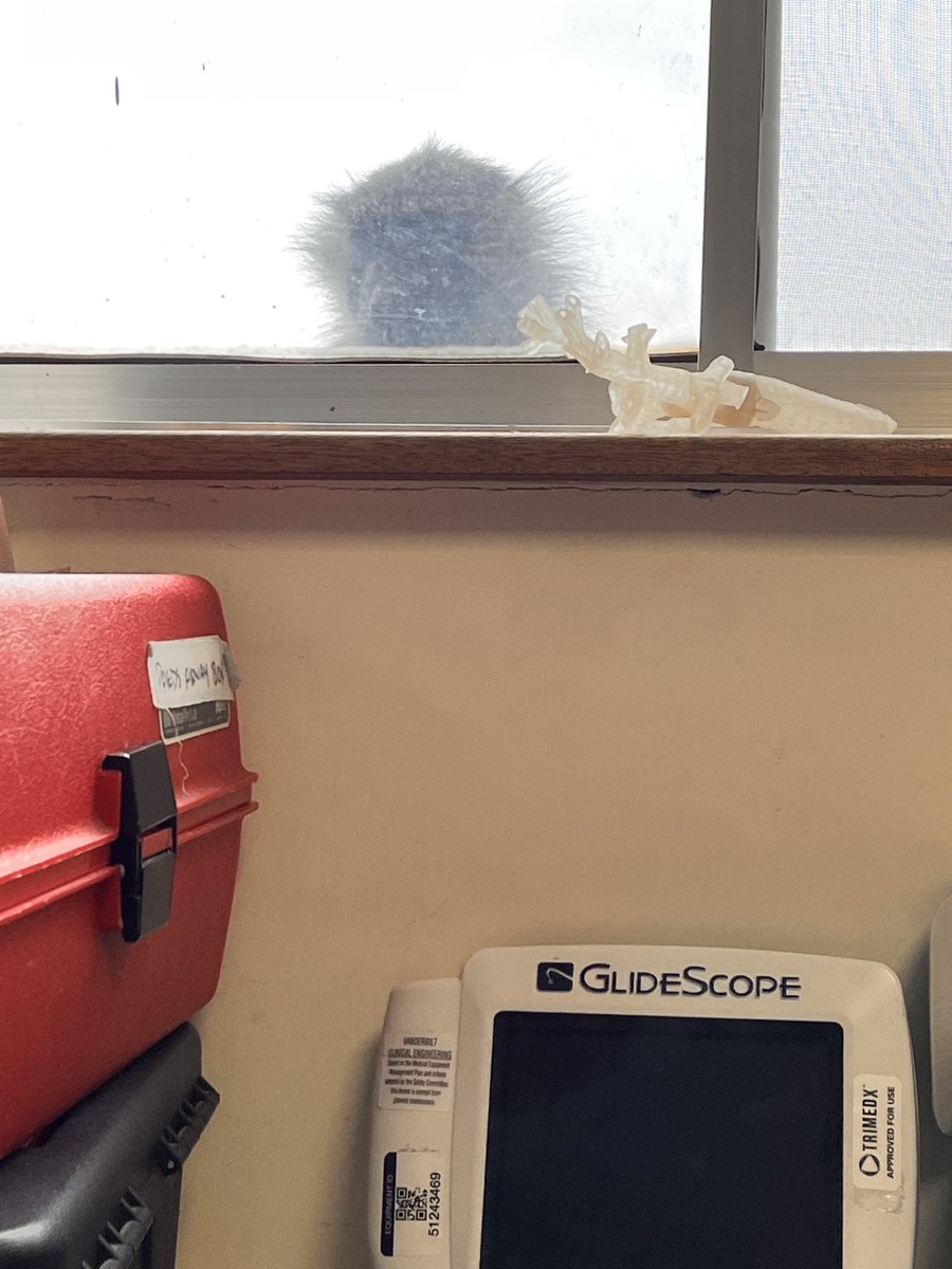 Gregory Sund (@sundg01) on Twitter photo Baboon keeps trying to break in and steal my Glidescope. I wonder what he’ll do with it. Baboon keeps trying to break in and steal my Glidescope. I wonder what he’ll do with it.