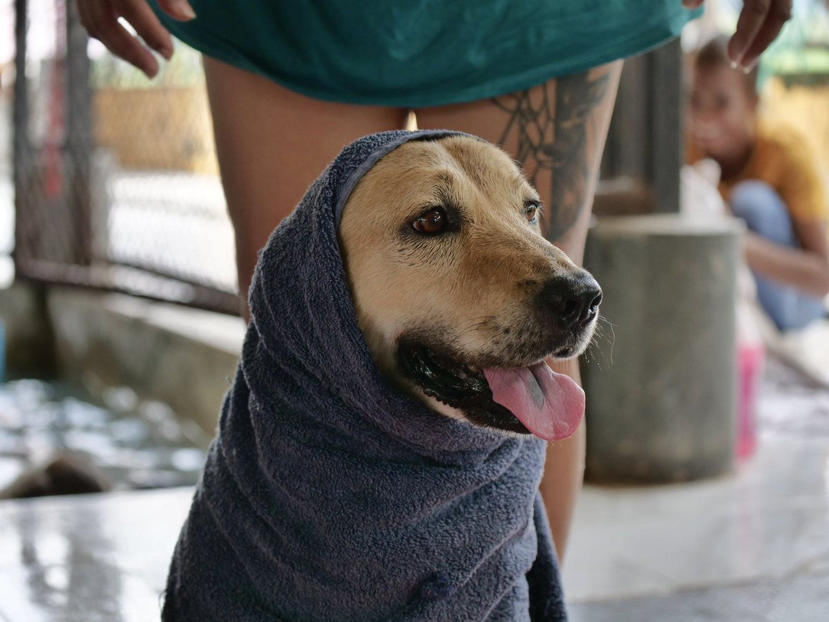 tmtrdorg's tweet photo. FUN FACT:     

Did you know, for only 1 #solana   we can purchase food and feed 2000 meals for our dogs. 🧡 

#SOL Address  AbMRrnQEbtyzqwvcsAPcSHaXG1qjcurncPTWkVRgFK67 https://t.co/oAUkNMHFUT