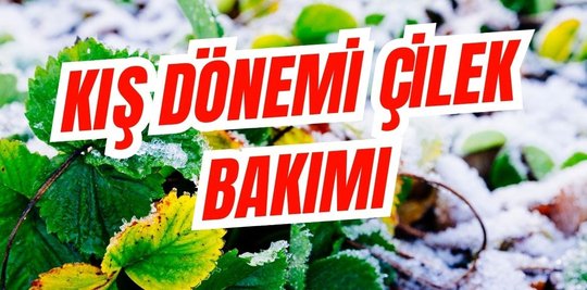TofidasCom's tweet photo. Kışın çilek bakımı nasıl yapılır? 
https://t.co/bLjHAg367z https://t.co/ZNVpR9IjNB