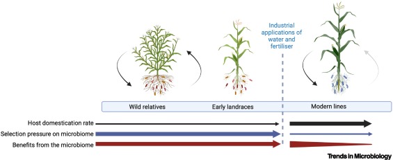 Akos T. Kovacs (@evolvedbiofilm) on Twitter photo Microbiome selection and evolution within wild and domesticated plants
<a href="/TrendsMicrobiol/">Trends in Microbiology</a> by Christopher James Barnes et al
with <a href="/VestergardMette/">Mette Vestergård</a> <a href="/MoNicolaisen/">Mogens Nicolaisen</a>
<a href="/evohologen/">Center for Evolutionary Hologenomics</a>
cell.com/trends/microbi… Microbiome selection and evolution within wild and domesticated plants
<a href="/TrendsMicrobiol/">Trends in Microbiology</a> by Christopher James Barnes et al
with <a href="/VestergardMette/">Mette Vestergård</a> <a href="/MoNicolaisen/">Mogens Nicolaisen</a>
<a href="/evohologen/">Center for Evolutionary Hologenomics</a>
cell.com/trends/microbi…