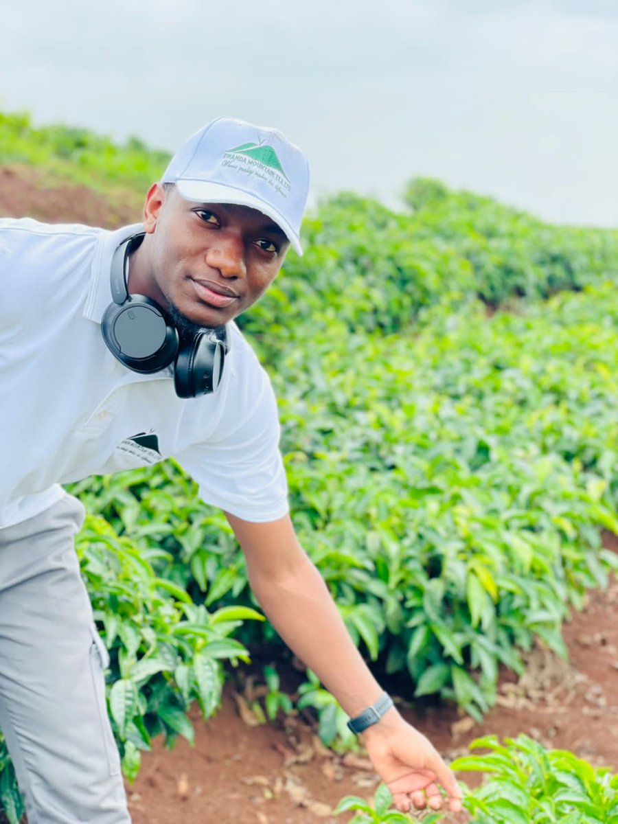byukavuba's tweet photo. Good morning everyone🥰

Today, Rwanda Mountains Tea Ltd recognizes the outstanding contributions of their farmers countrywide.  This event will include awarding top performers with livestock (cows and goats), essential farm supplies, and other different gifts.

I will provide further updates on the event's progress.

#RMT_Farmersday24 #RMT_ChristmasWithFarmers