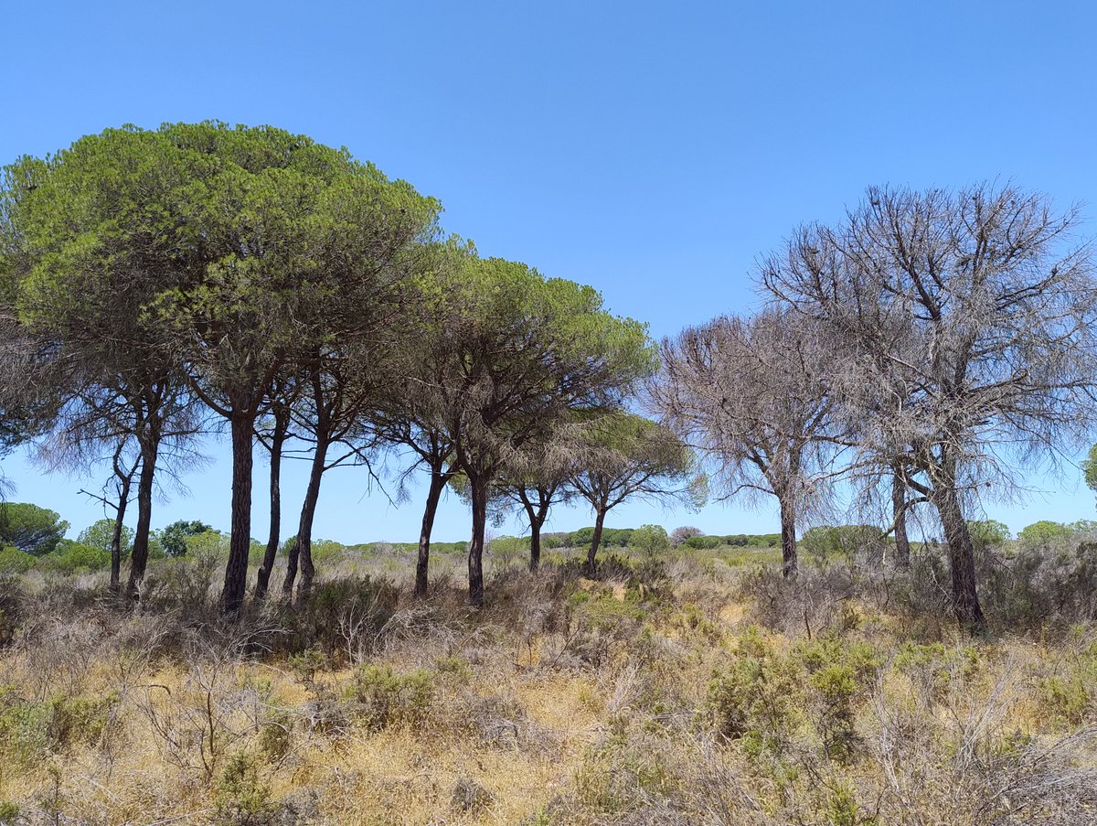 🌱¿Interesad@ en la respuesta de las #plantas al estrés hídrico y los mecanismos que les permiten sobrevivir (o no) a la #sequía?🔬🌲
 
📢Buscamos candidat@s para solicitar contrato Juan de la Cierva. Escríbenos!📩

+Info👇
aei.gob.es/convocatorias/…

🙏Repost🔃