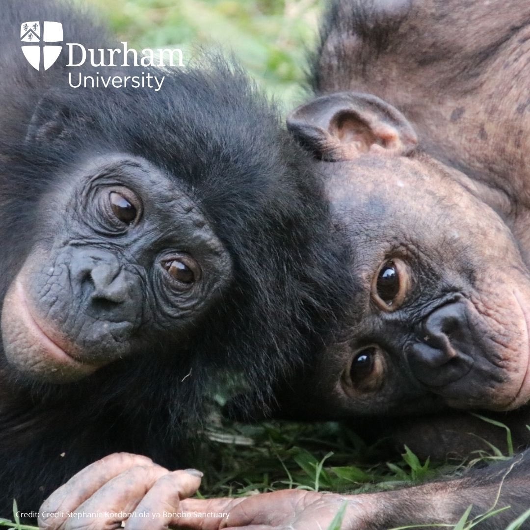 Stephanie Kordon (@stephaniekordon) on Twitter photo I’m thrilled to ANNOUNCE our NEW PAPER on factors shaping the development of socio-emotional functioning across the lives of bonobos at <a href="/Lola_ya_Bonobo/">Friends of Bonobos</a> sanctuary! I’m grateful to my fantastic co-authors <a href="/zannaclay/">Zanna Clay</a>, <a href="/cwebb218/">Christine Webb</a>, <a href="/jakebrooker/">Dr Jake</a> and <a href="/FransdeWaal/">Frans de Waal</a>. doi-org.ezphost.dur.ac.uk/10.1098/rsos.2… I’m thrilled to ANNOUNCE our NEW PAPER on factors shaping the development of socio-emotional functioning across the lives of bonobos at <a href="/Lola_ya_Bonobo/">Friends of Bonobos</a> sanctuary! I’m grateful to my fantastic co-authors <a href="/zannaclay/">Zanna Clay</a>, <a href="/cwebb218/">Christine Webb</a>, <a href="/jakebrooker/">Dr Jake</a> and <a href="/FransdeWaal/">Frans de Waal</a>. doi-org.ezphost.dur.ac.uk/10.1098/rsos.2…
