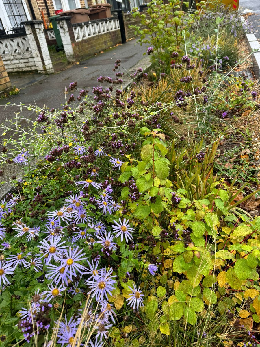 Think rain gardens only thrive in spring and summer? 🌧❄️

Even in cold weather, rain gardens play a vital role. The Esther Road rain gardens in @WFCouncil cover 83m² and feature over 500 hardy plants that soak up stormwater, reduce flooding, and bring year-round greenery to the