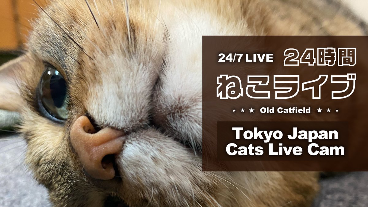 Old Catfield tweet media