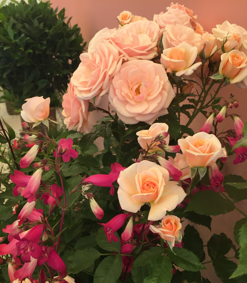 rosesukroses's tweet photo. #ThrowbackThursday to sunlit summer days and roses with companions:
Ballerina & Erigeron, Sweet Honey & Penstemon, Buff Beauty & Foxgloves, Whiter Shade of Pale & Penstemon.
Have a good day everyone, take care.
#Gardening X #RoseAdvent #roses
@kgimson https://t.co/Z3AbisdwAn