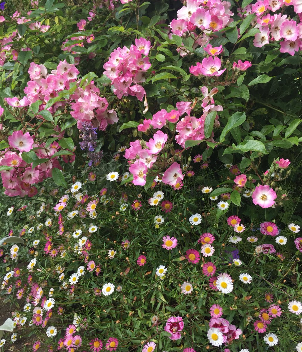 rosesukroses's tweet photo. #ThrowbackThursday to sunlit summer days and roses with companions:
Ballerina & Erigeron, Sweet Honey & Penstemon, Buff Beauty & Foxgloves, Whiter Shade of Pale & Penstemon.
Have a good day everyone, take care.
#Gardening X #RoseAdvent #roses
@kgimson https://t.co/Z3AbisdwAn