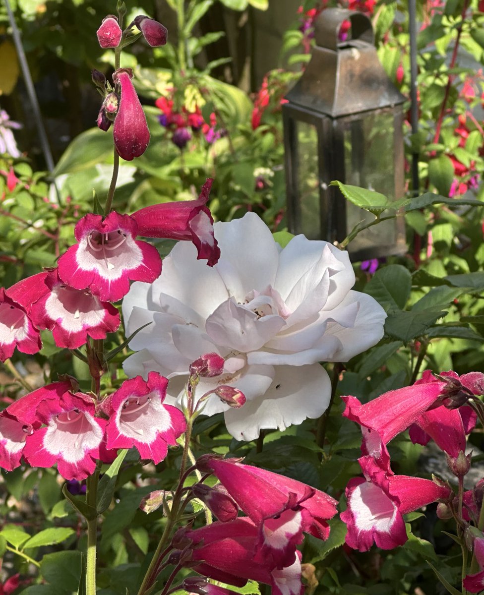 rosesukroses's tweet photo. #ThrowbackThursday to sunlit summer days and roses with companions:
Ballerina & Erigeron, Sweet Honey & Penstemon, Buff Beauty & Foxgloves, Whiter Shade of Pale & Penstemon.
Have a good day everyone, take care.
#Gardening X #RoseAdvent #roses
@kgimson https://t.co/Z3AbisdwAn