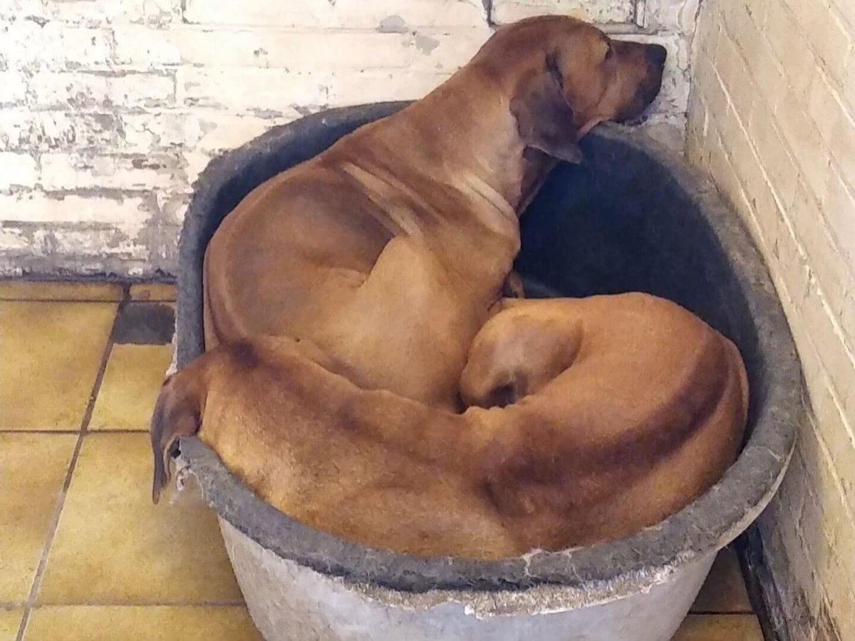 Ook aankomende kerstvakantie zullen hondeneigenaren hun dier vol vertrouwen hier achterlaten. Aan de voorkant ziet het pension en prachtig uit, maar achter de schermen is het een nachtmerrie voor de dieren, echt een gruwelijke plek. Eigenaren weten dit niet. Wij zeggen tot hier