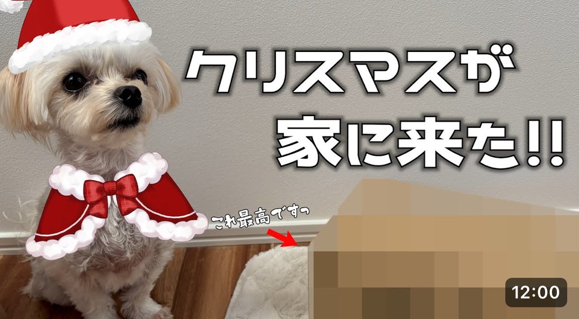 ミモザ@マルチーズ🌼 (@mimosachan527) / Posts / X