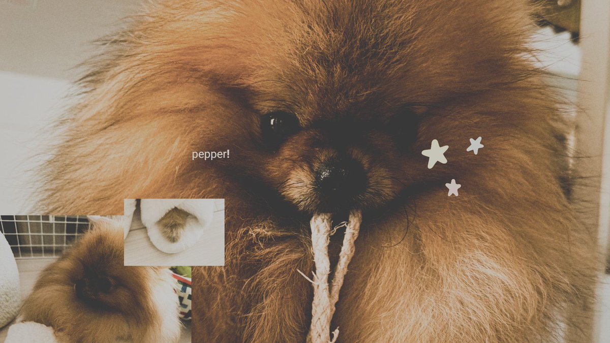 tinymeadow's tweet image. SORA !   ˎˊ˗   location disabled.

୨ৎ -  spending a lovely day binge watching spy x family with my baby! :3 say hi to pepper btw! ( it's his first debut on here! 🤓 )