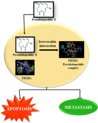 GoswamiLab_IACS's tweet image. 🎯Our another collaborative work on previously synthesized macrolide Pestatioprolide E is now available @IVTS_uk, which establishes TRXR1 as a molecular target for Pestalotioprolide E and its anticancer effect to inhibit the TRXR1 activity in MDA-MB-231 doi.org/10.1016/j.tiv.…