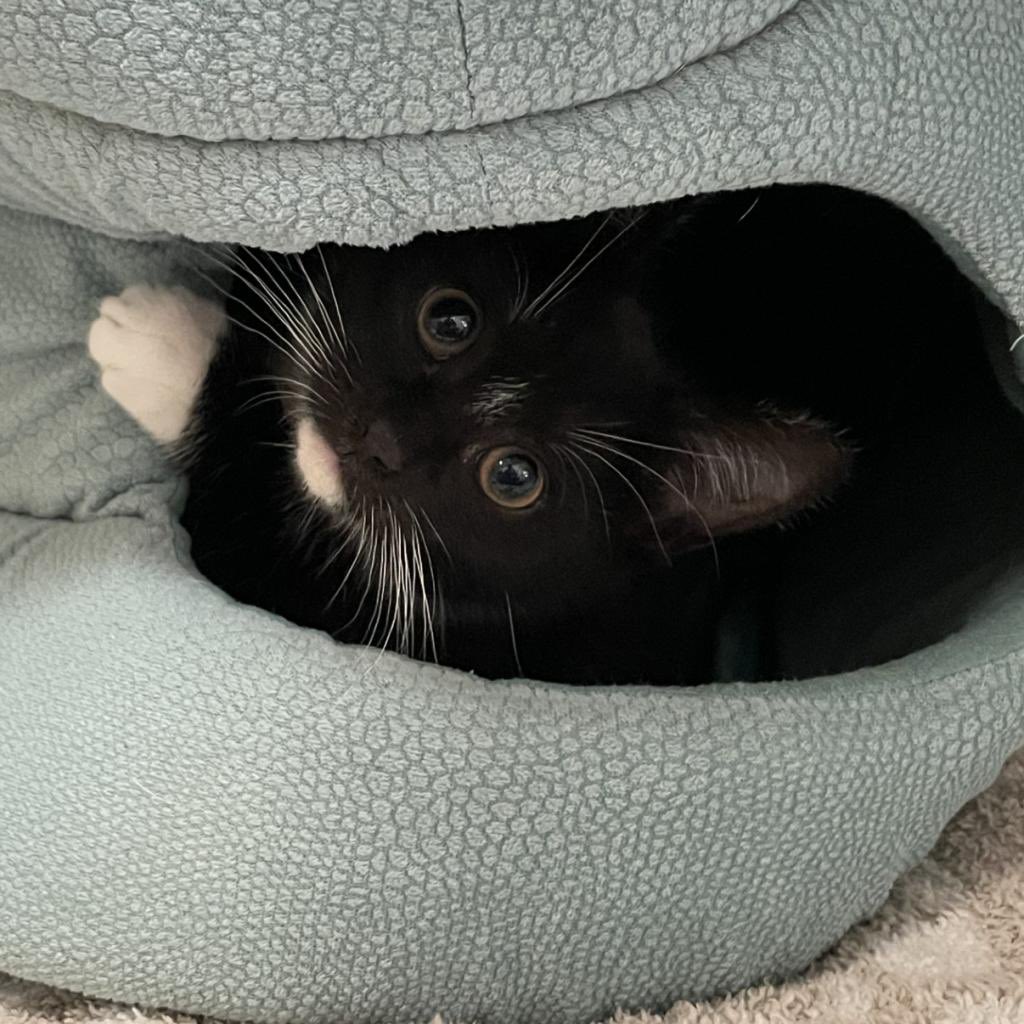 Mornings from our Westhampton cat resort are pretty cute &amp; cozy! 🐱❤️🐱But your living room could be just as enticing! Visit today and make one (or more) of these sweet, cuddly, zen, purring machines the newest addition to your family.